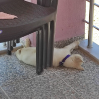 Sibirya Kurdu (Husky), Köpek  İce fotoğrafı