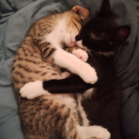 Tuxedo (Smokin) Kedi, Kedi  Bambam ve Çakıl fotoğrafı