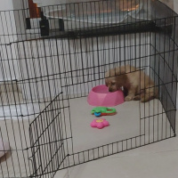 Amerikan Cocker Spaniel, Köpek  Tarcın fotoğrafı