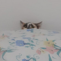 Tekir Kedi, Kedi  Balım fotoğrafı