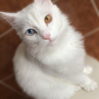 Van Kedisi, Kedi  Odin fotoğrafı