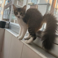 Tekir Kedi, Kedi  Minnoş fotoğrafı