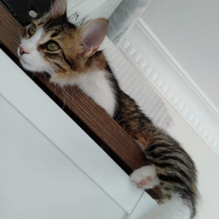Tekir Kedi, Kedi  Minnoş fotoğrafı