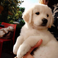 Golden Retriever, Köpek  Maya fotoğrafı