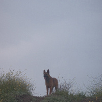 Belçika Malinois, Köpek  Arya fotoğrafı