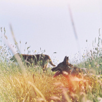 Belçika Malinois, Köpek  Arya fotoğrafı