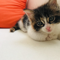 Tekir Kedi, Kedi  Üzüm fotoğrafı