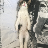 Tekir Kedi, Kedi  Üzüm fotoğrafı