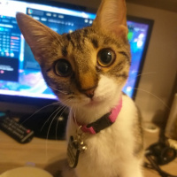 Tekir Kedi, Kedi  İncir fotoğrafı