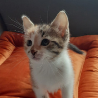 Tekir Kedi, Kedi  Lokum fotoğrafı