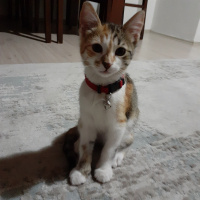 Tekir Kedi, Kedi  Lokum fotoğrafı