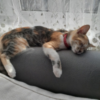 Tekir Kedi, Kedi  Lokum fotoğrafı