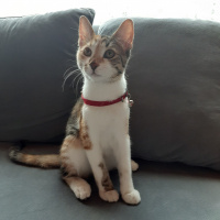 Tekir Kedi, Kedi  Lokum fotoğrafı