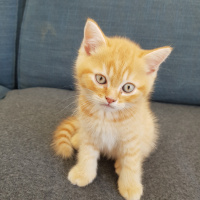British Shorthair, Kedi  British fotoğrafı