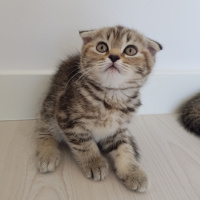 British Shorthair, Kedi  Komando fotoğrafı