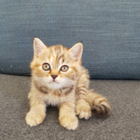 British Shorthair, Kedi  Pembe fotoğrafı