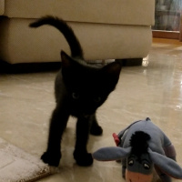 Soke, Kedi  Luce fotoğrafı