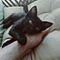 Soke, Kedi  Luce fotoğrafı