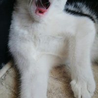 Tekir Kedi, Kedi  Çakıl fotoğrafı