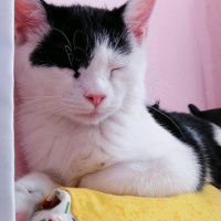 Tekir Kedi, Kedi  Çakıl fotoğrafı