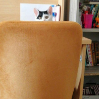 Tekir Kedi, Kedi  Çakıl fotoğrafı