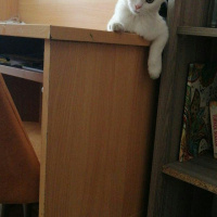 Tekir Kedi, Kedi  Çakıl fotoğrafı
