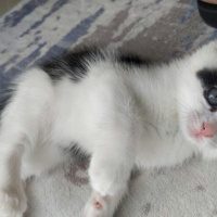 Tekir Kedi, Kedi  Çakıl fotoğrafı