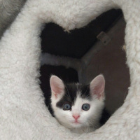 Tekir Kedi, Kedi  Çakıl fotoğrafı