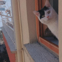 Tekir Kedi, Kedi  Çakıl fotoğrafı