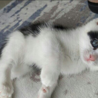Tekir Kedi, Kedi  Çakıl fotoğrafı