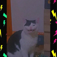 Tekir Kedi, Kedi  Çakıl fotoğrafı