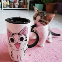 Tekir Kedi, Kedi  Gazoz fotoğrafı