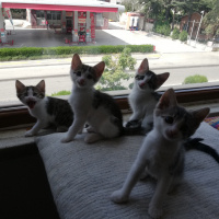 Tekir Kedi, Kedi  Gazoz fotoğrafı