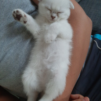 Scottish Fold, Kedi  Efesu fotoğrafı