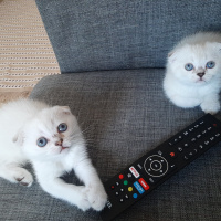 Scottish Fold, Kedi  Efesu fotoğrafı