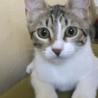 Tekir Kedi, Kedi  İsimsiz fotoğrafı