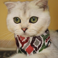 Scottish Fold, Kedi  Luna fotoğrafı