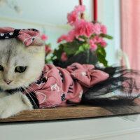 Scottish Fold, Kedi  Luna fotoğrafı