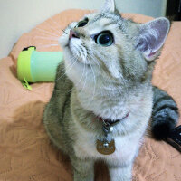 British Shorthair, Kedi  Şila fotoğrafı