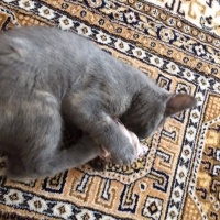 Tekir Kedi, Kedi  ponçik fotoğrafı