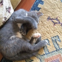 Tekir Kedi, Kedi  ponçik fotoğrafı