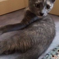 Tekir Kedi, Kedi  ponçik fotoğrafı