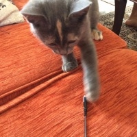 Tekir Kedi, Kedi  ponçik fotoğrafı