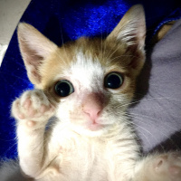 Sarman, Kedi  Güneş fotoğrafı