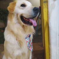 Golden Retriever, Köpek  Pati fotoğrafı