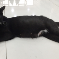 Tuxedo (Smokin) Kedi, Kedi  Hamile kedimiz PATİ yuva arıyor fotoğrafı