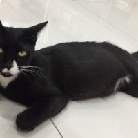 Tuxedo (Smokin) Kedi, Kedi  Hamile kedimiz PATİ yuva arıyor fotoğrafı