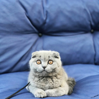 Scottish Fold, Kedi  Mia fotoğrafı
