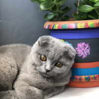 Scottish Fold, Kedi  Mia fotoğrafı