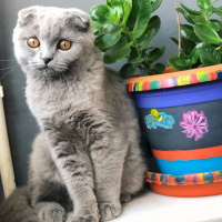 Scottish Fold, Kedi  Mia fotoğrafı